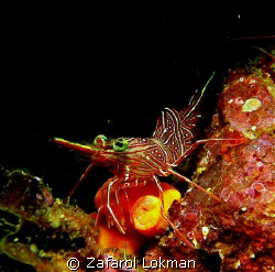 Ahh..shrimp again!! by Zafarol Lokman 